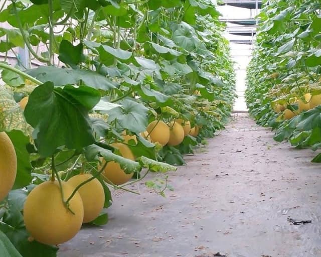 Ghé thăm 7 vườn dưa lưới Tây Ninh để thưởng thức loại quả ngọt mát