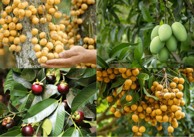 Từ A – Z cẩm nang trải nghiệm vườn trái cây Út Phương Tây Ninh