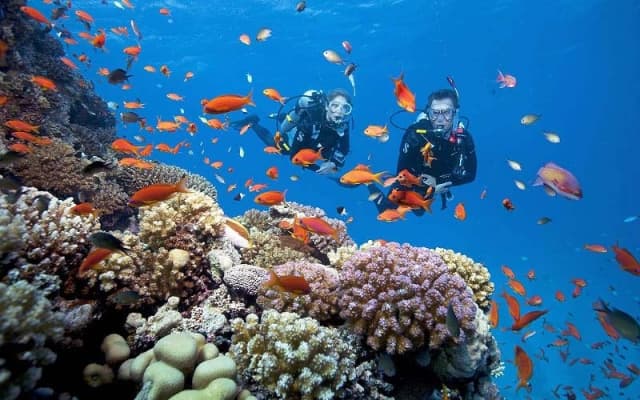 Lặn ngắm san hô ở Cát Bà: Khám phá thế giới dưới biển đầy màu sắc