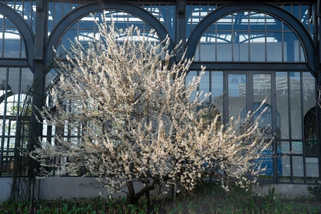 Sa Pa đầu năm: Fansipan rực rỡ mùa hoa, sẵn sàng “Mở cổng trời”