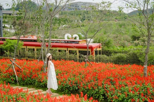 Tháng 8 này, ghé Fansipan ngắm "dải lụa đỏ" hoa xác pháo rực rỡ giữa biển mây