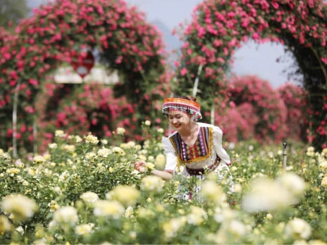 Khám phá thung lũng hoa Sun World Fansipan Legend vạn người mê