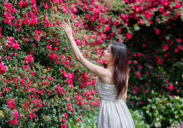 Thung lũng hoa hồng Fansipan rộng thế nào? Có bao nhiêu loài hoa?