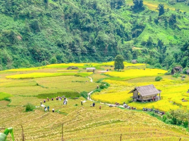Trải nghiệm mùa lúa chín Sa Pa đẹp mê mẩn giữa núi rừng Tây Bắc