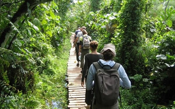 Trekking rừng nguyên sinh Phú Quốc hành trình xanh đầy cuốn hút